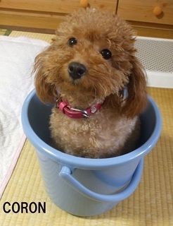 photo_4.jpg